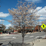 SERVICEBERRY ROBIN HILL