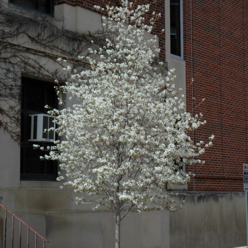 SERVICEBERRY SPRING FLURRY