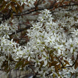 SERVICEBERRY SPRING FLURRY