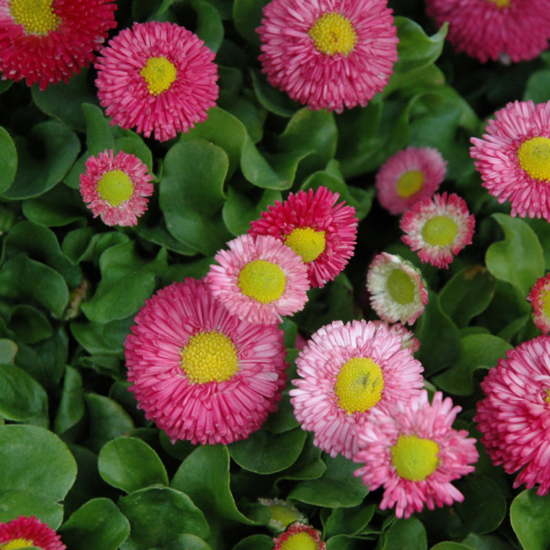 BELLIS SPEEDSTAR PINK