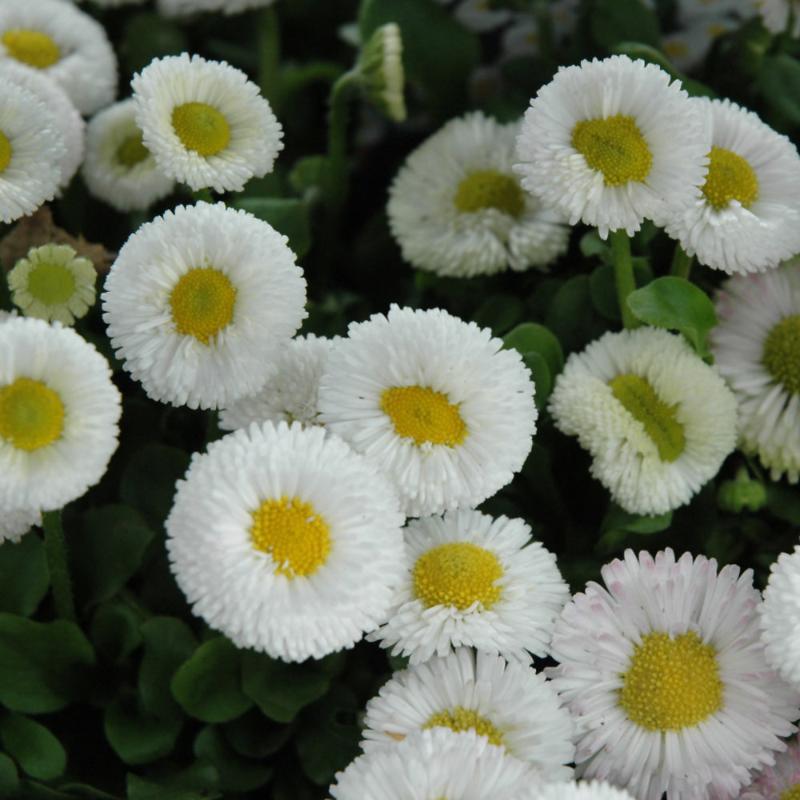 BELLIS SPEEDSTAR WHITE