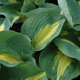 HOSTA THUNDERBOLT