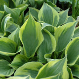 HOSTA TWILIGHT