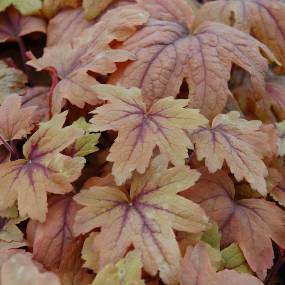 HEUCHERELLA SWEET TEA