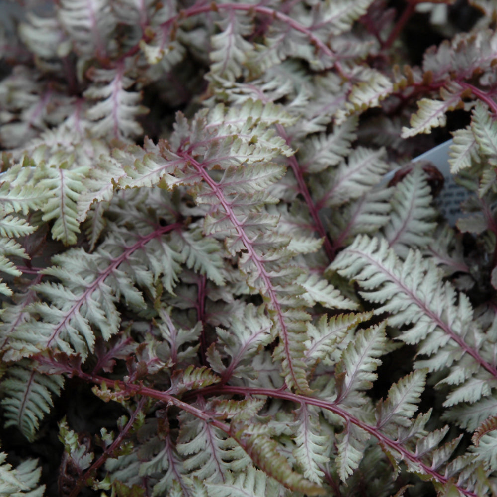 JAPANESE PAINTED FERN REGAL RED