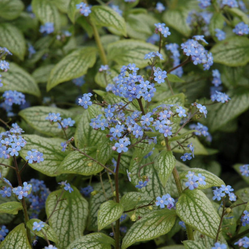 BRUNNERA SILVER HEART