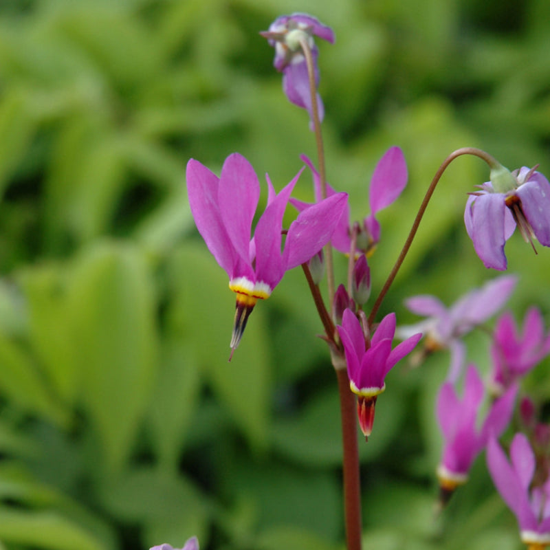 DODECATHEON APHRODITE