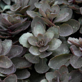 SEDUM DAZZLEBERRY