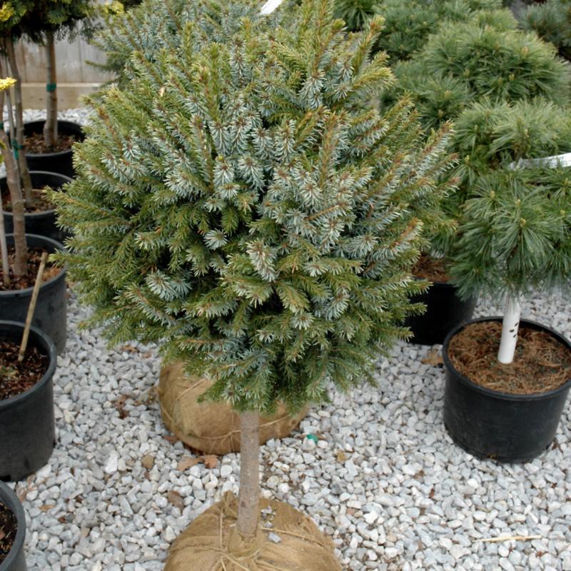 SPRUCE DWARF SERBIAN STD