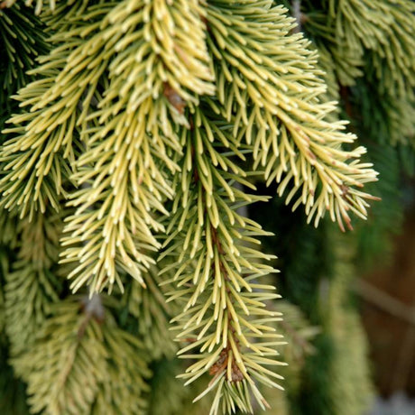 SPRUCE NORWAY GOLD DRIFT