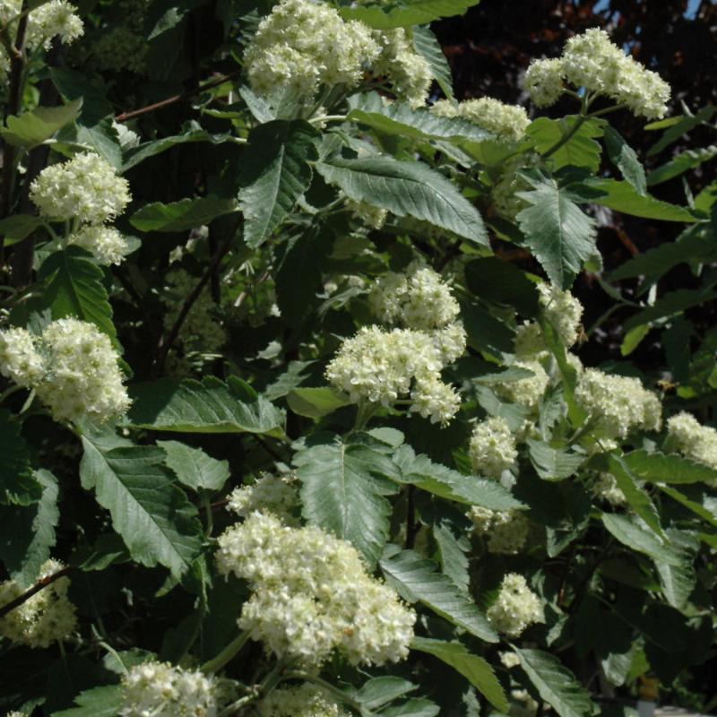 MOUNTAIN ASH OAKLEAF