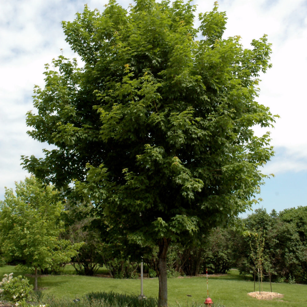 Seed- Sugar Maple