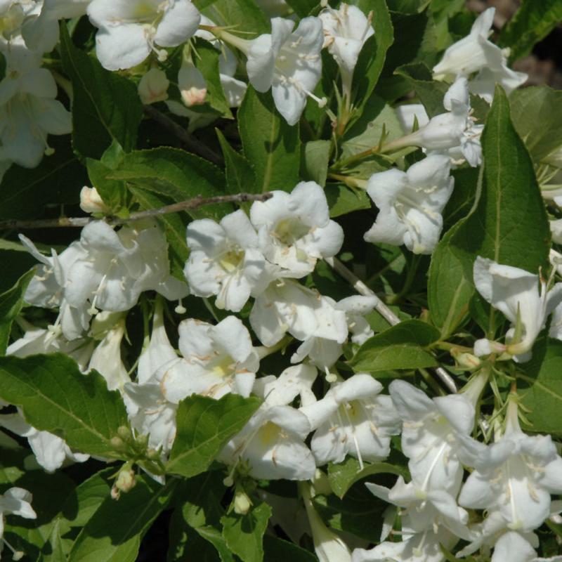 WEIGELA BRISTOL SNOWFLAKE