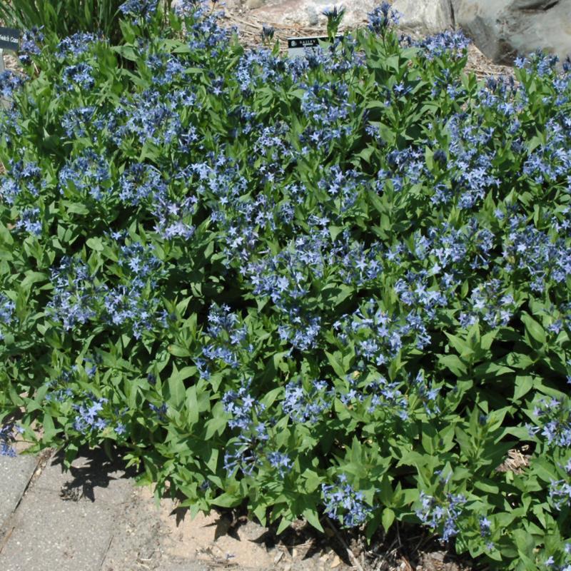 AMSONIA BLUE ICE