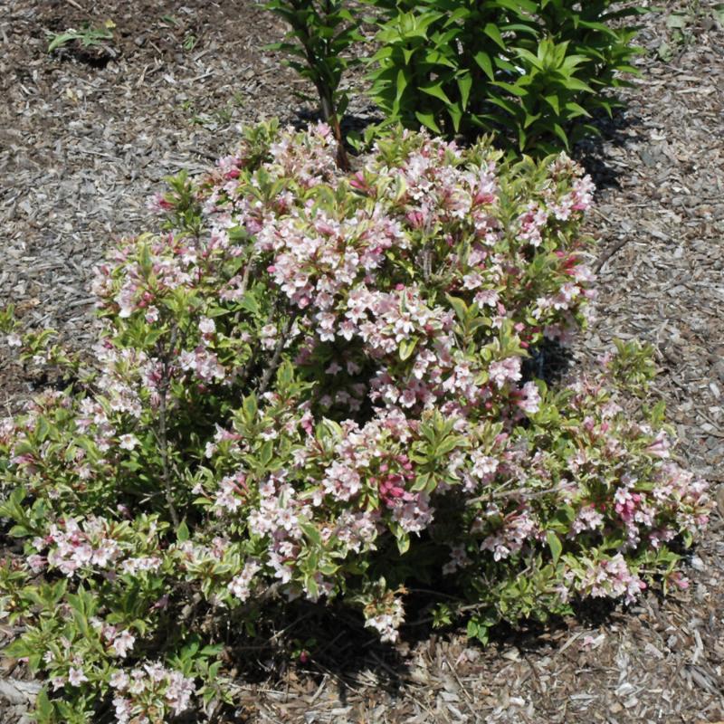 WEIGELA RAINBOW SENSATION