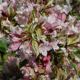 WEIGELA RAINBOW SENSATION