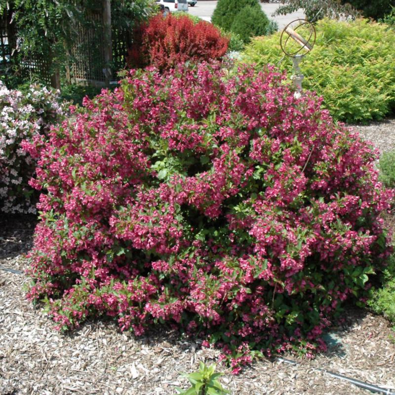 WEIGELA MINUET