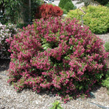 WEIGELA MINUET