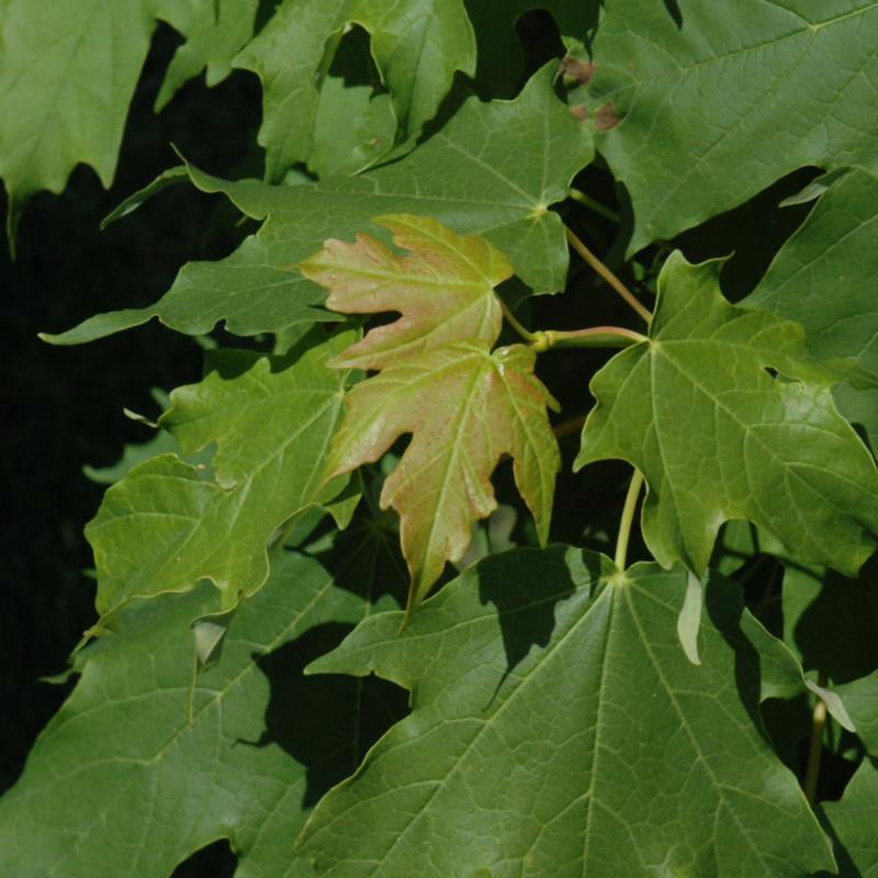 MAPLE APOLLO