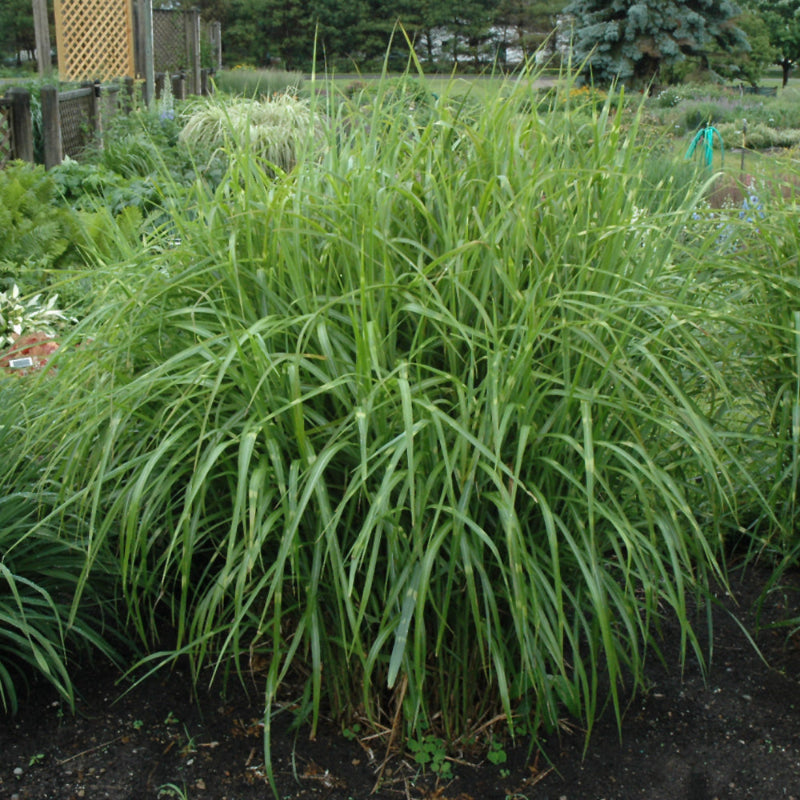 MISCANTHUS STRICTUS