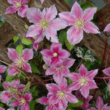 CLEMATIS PIILU