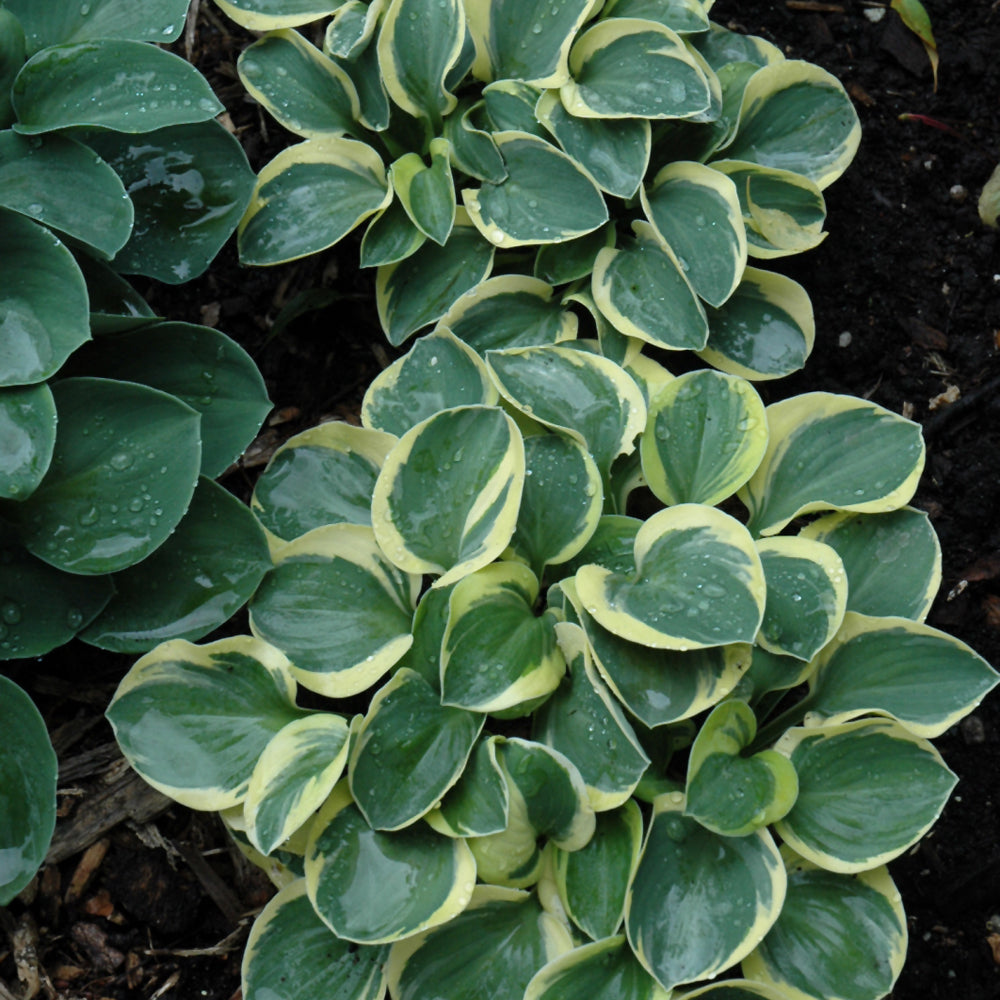 HOSTA MIGHTY MOUSE