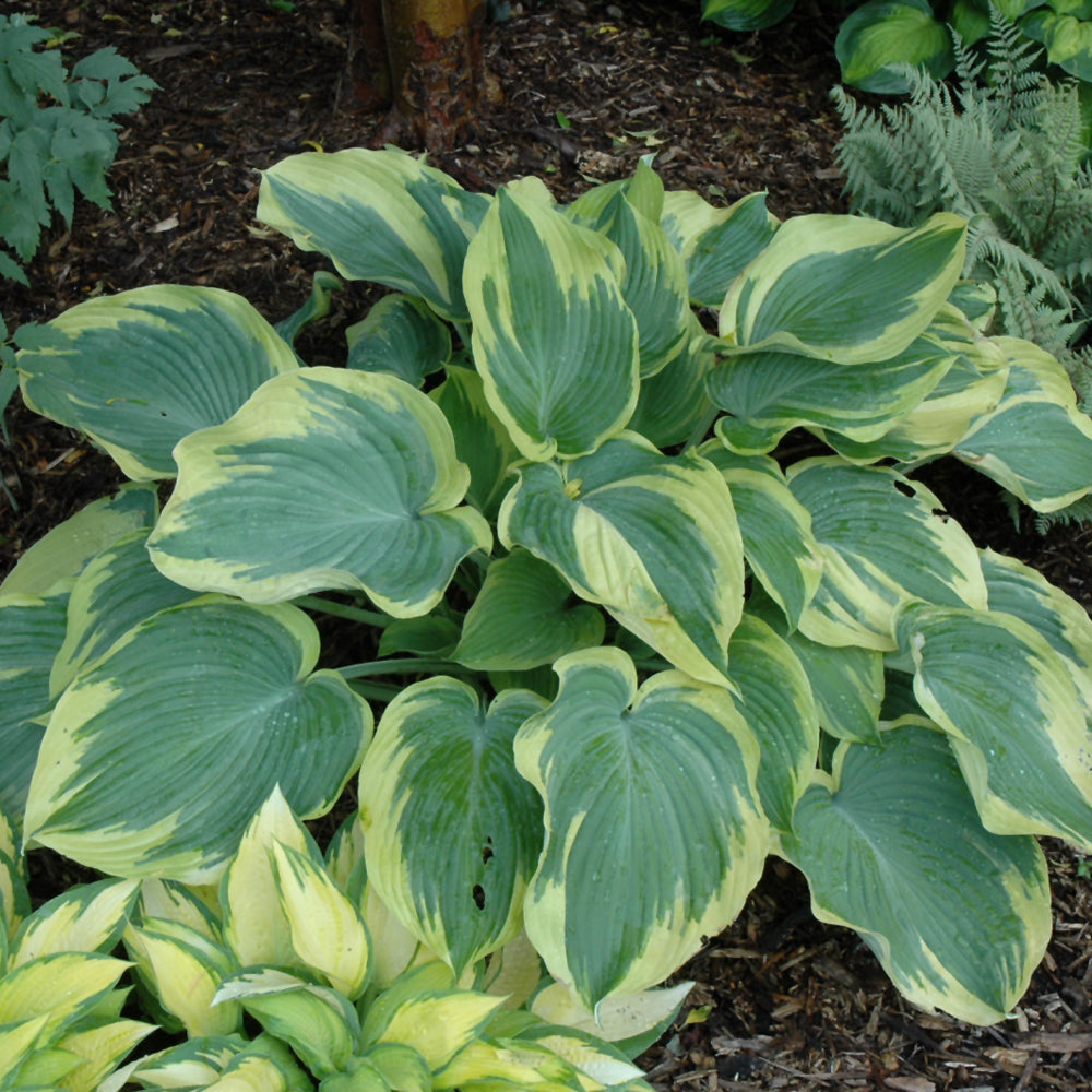 HOSTA EARTH ANGEL