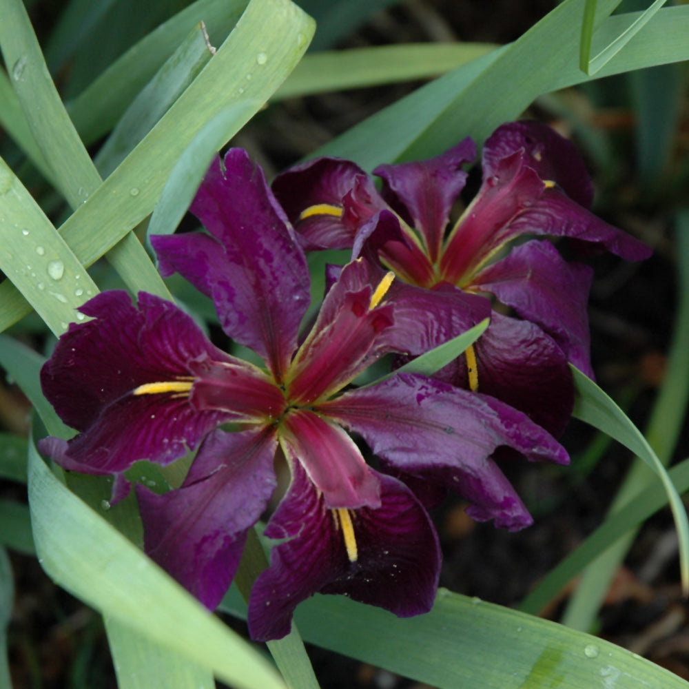 IRIS BLACK GAMECOCK