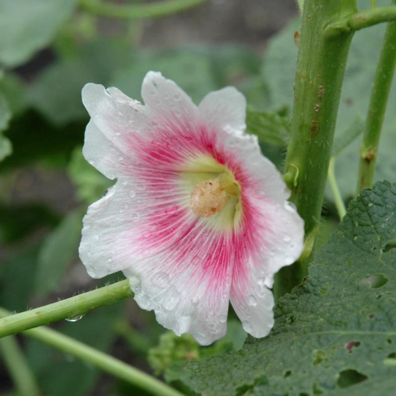 ALCEA HALO BLUSH