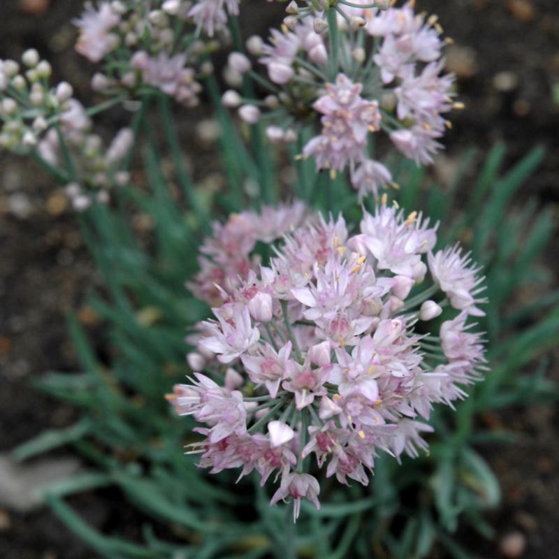 ALLIUM BLUE EDDY