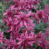 AGASTACHE ROSIE POSIE