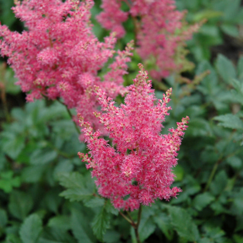 ASTILBE RHEINLAND