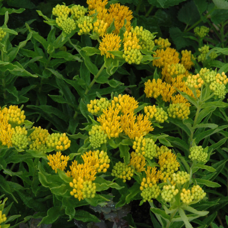 ASCLEPIAS HELLO YELLOW