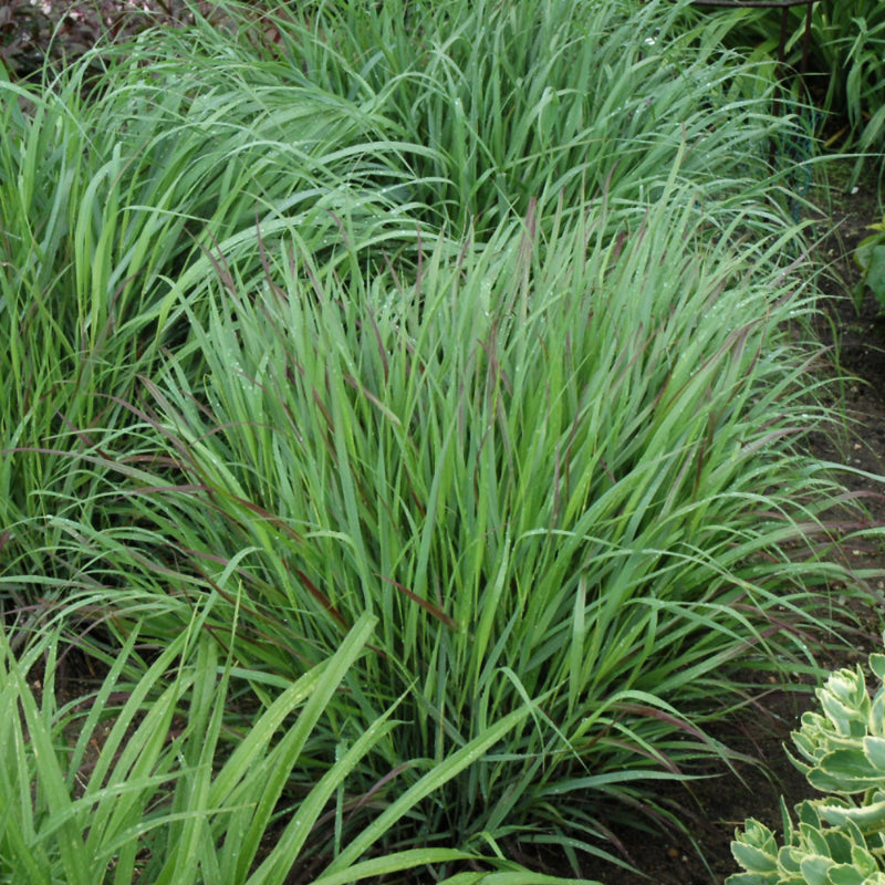 PANICUM PRAIRIE WINDS CHEYENNE