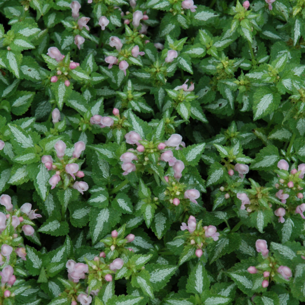 LAMIUM MACULATUM SHELL PINK