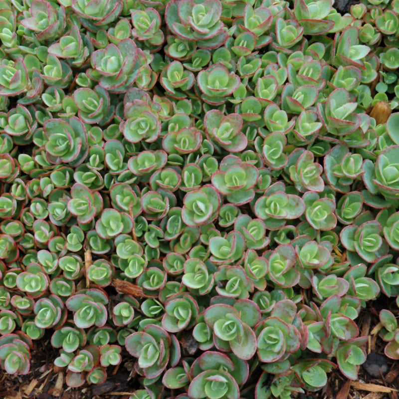 SEDUM LIME ZINGER