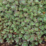 SEDUM LIME ZINGER