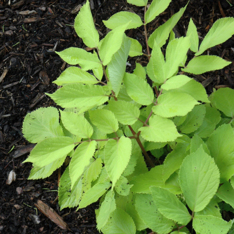 ARALIA SUN KING