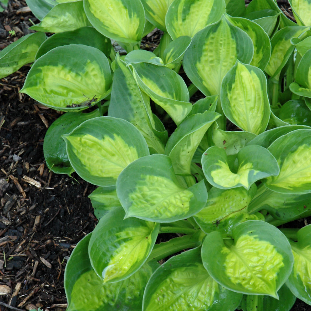 HOSTA POCKETFUL OF SUNSHINE