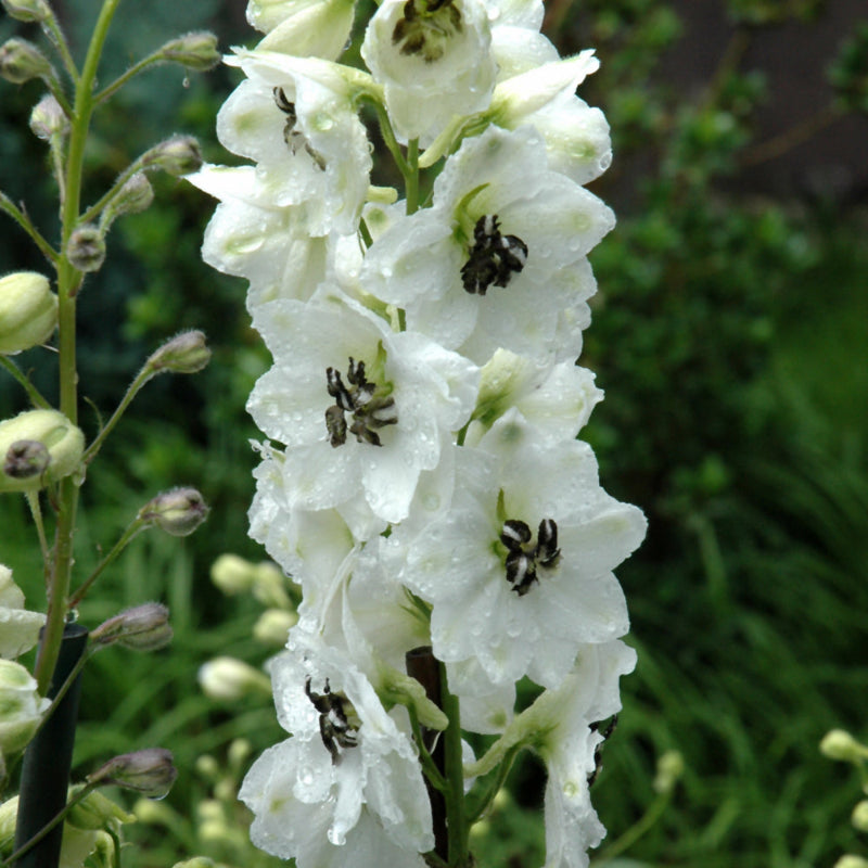 DELPHINIUM BLACK EYED ANGELS