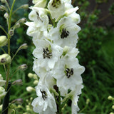 DELPHINIUM BLACK EYED ANGELS