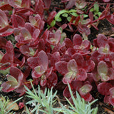 SEDUM FIRECRACKER