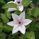 CLEMATIS COUNTESS OF WESSEX