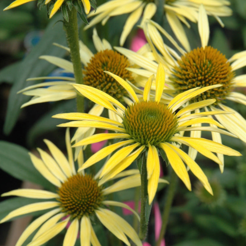 ECHINACEA MAUI SUNSHINE