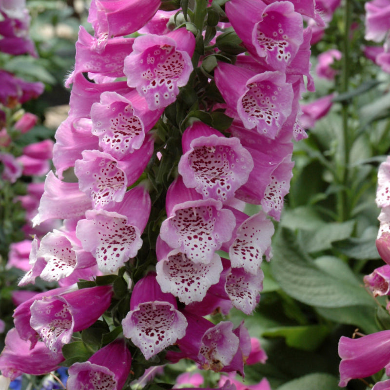 DIGITALIS DALMATIAN PURPLE