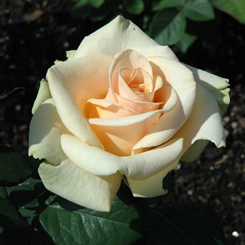 ROSE HYBRID TEA MARILYN MONROE