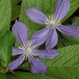 CLEMATIS ARABELLA