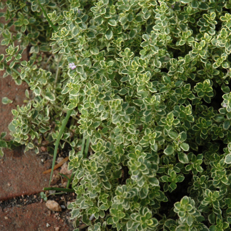 THYMUS GOLDEN LEMON