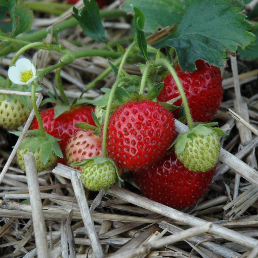 STRAWBERRY PINEBERRY