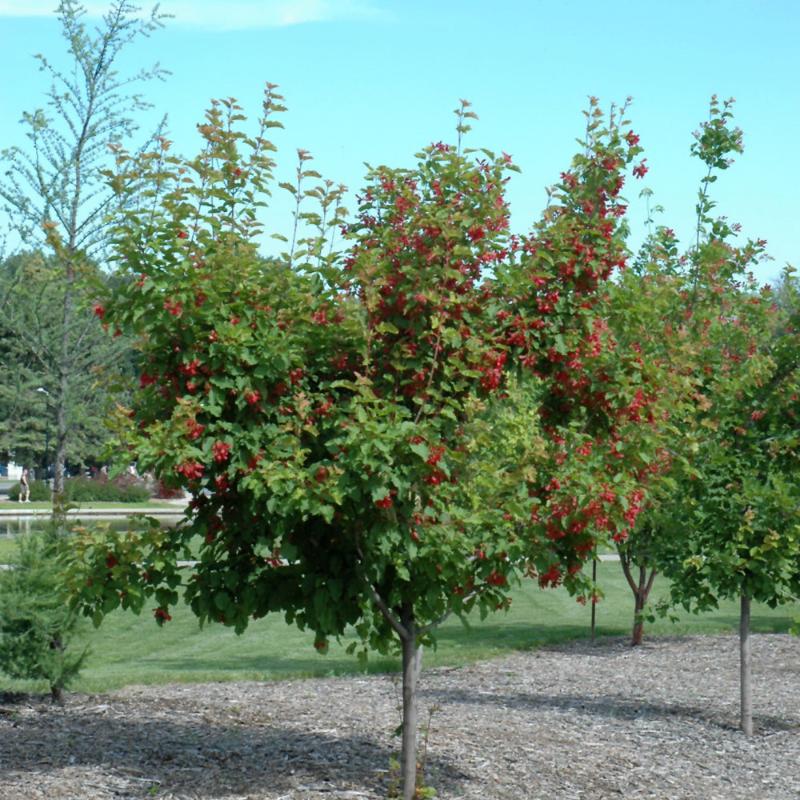 MAPLE AMUR RUBY SPLIPPERS